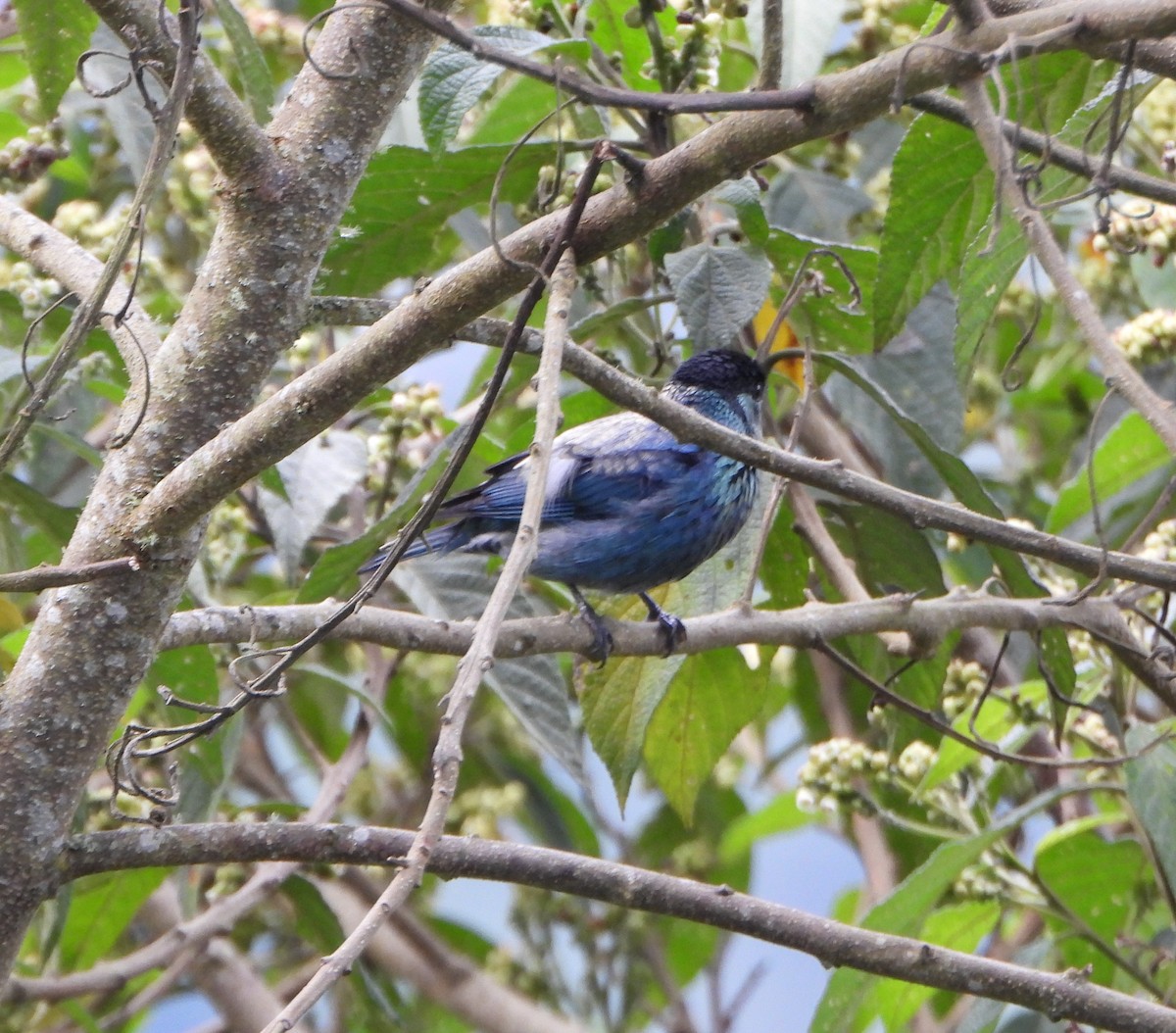 Black-capped Tanager - ML642832411