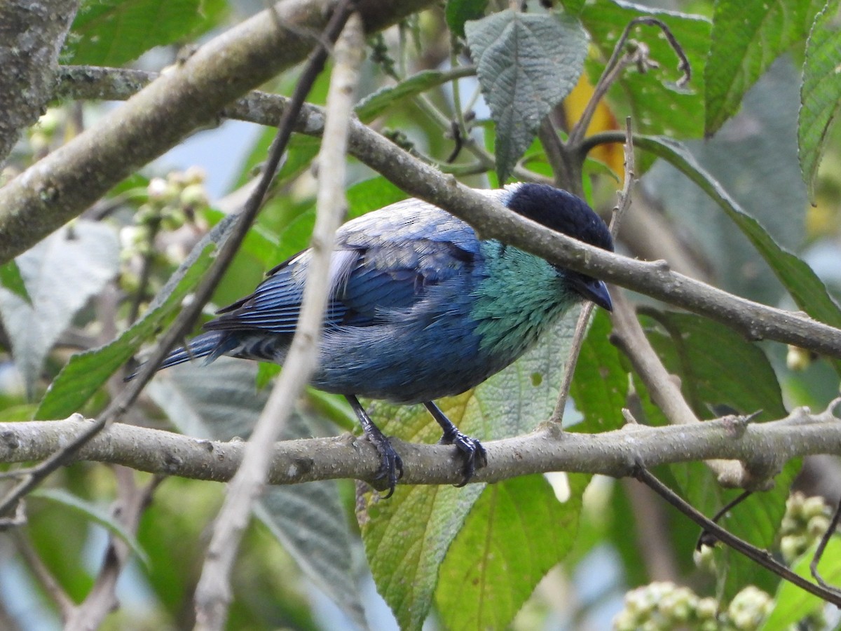 Black-capped Tanager - ML642832412