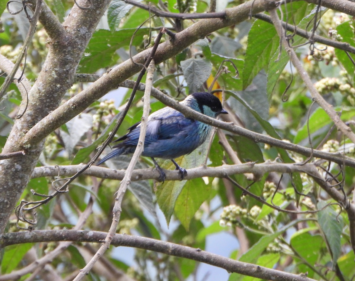 Black-capped Tanager - ML642832413
