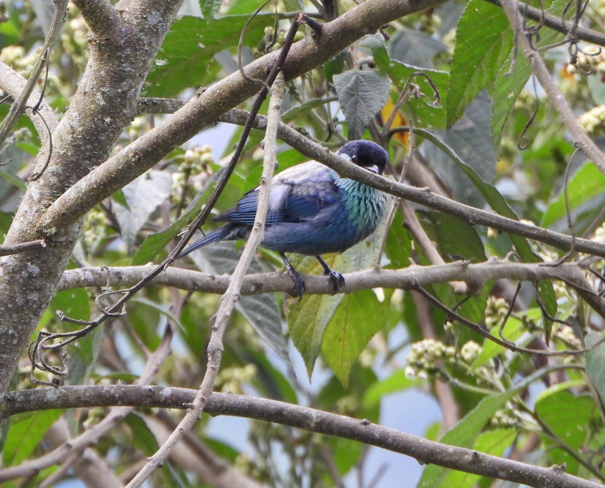 Black-capped Tanager - ML642832414