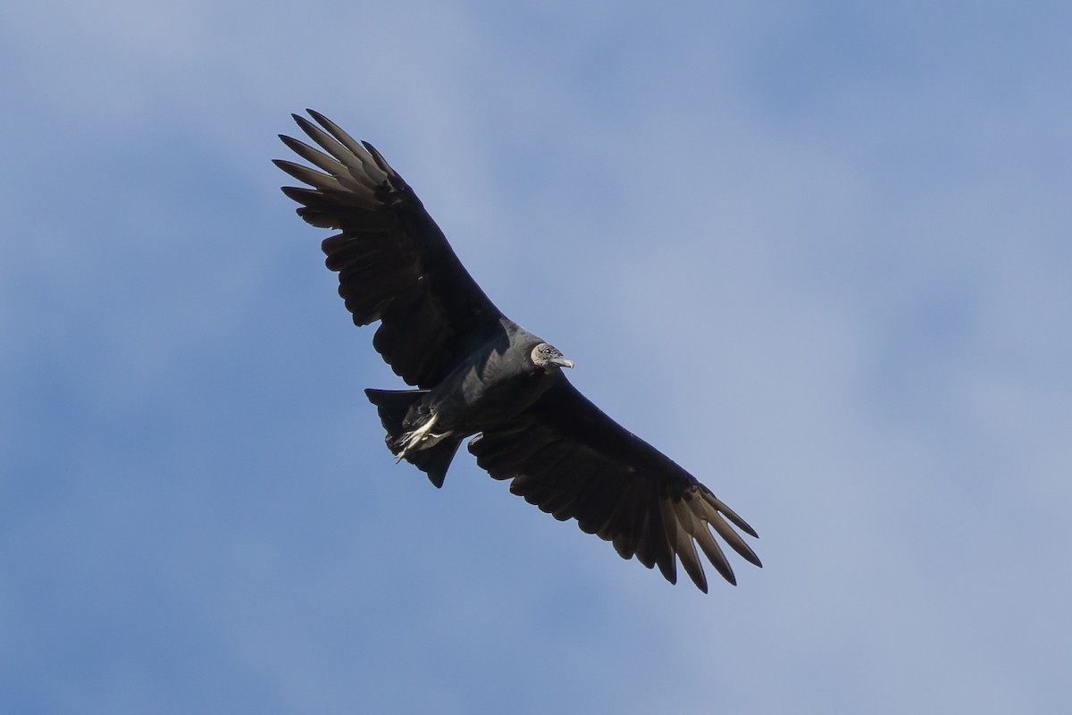 Black Vulture - ML642832429