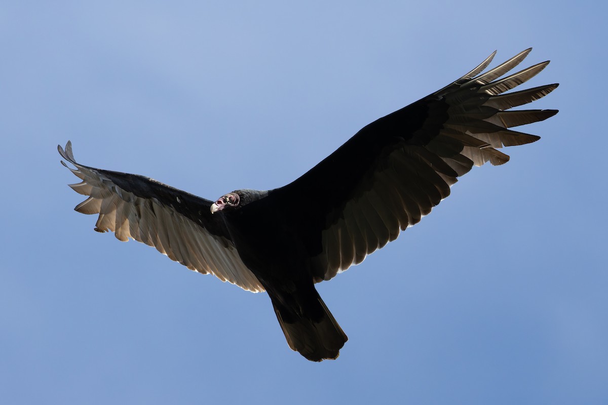 Turkey Vulture - ML642832430