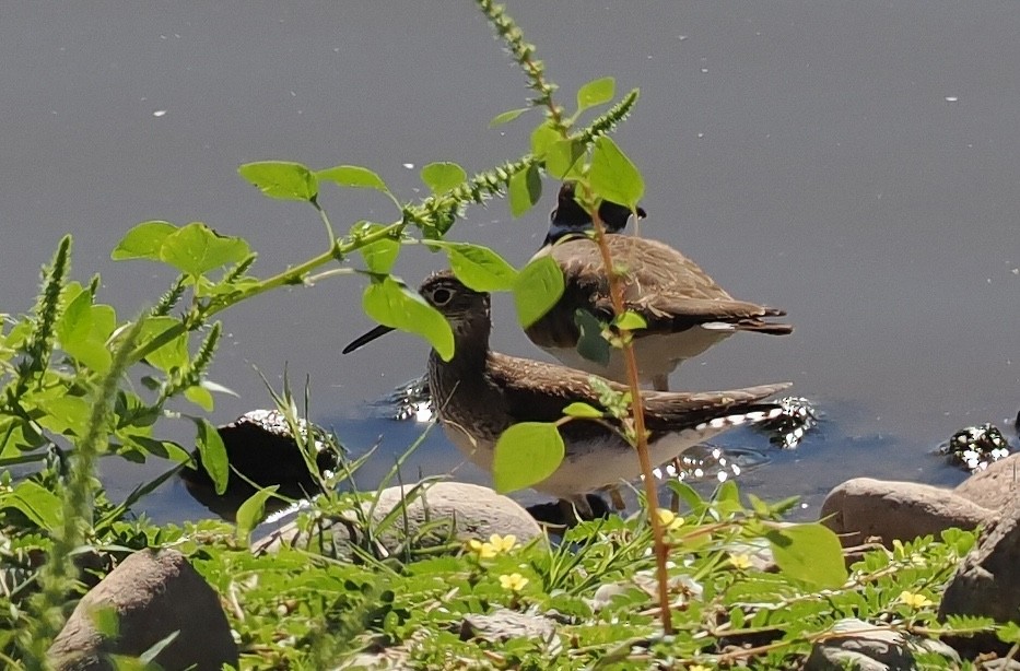 eremittsnipe - ML642832433