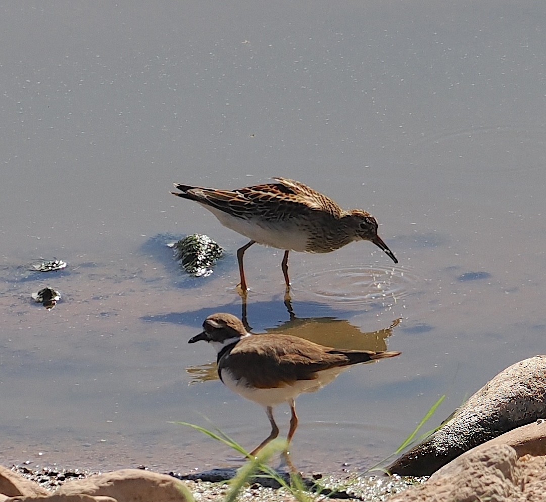 Graubrust-Strandläufer - ML642832437