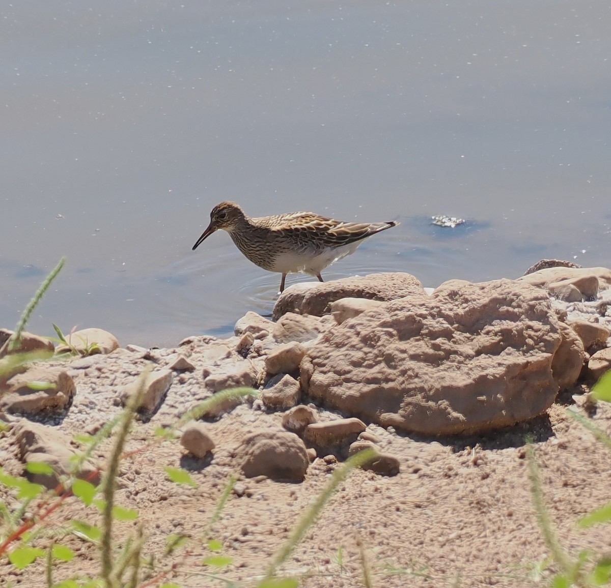 Graubrust-Strandläufer - ML642832446