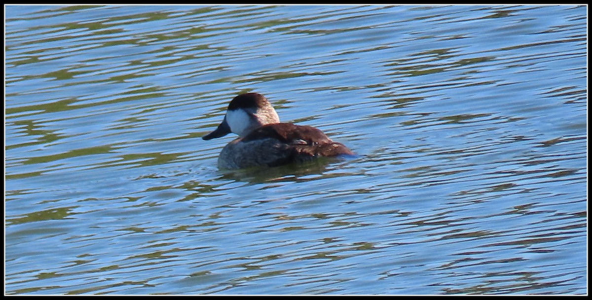 Ruddy Duck - ML642832447