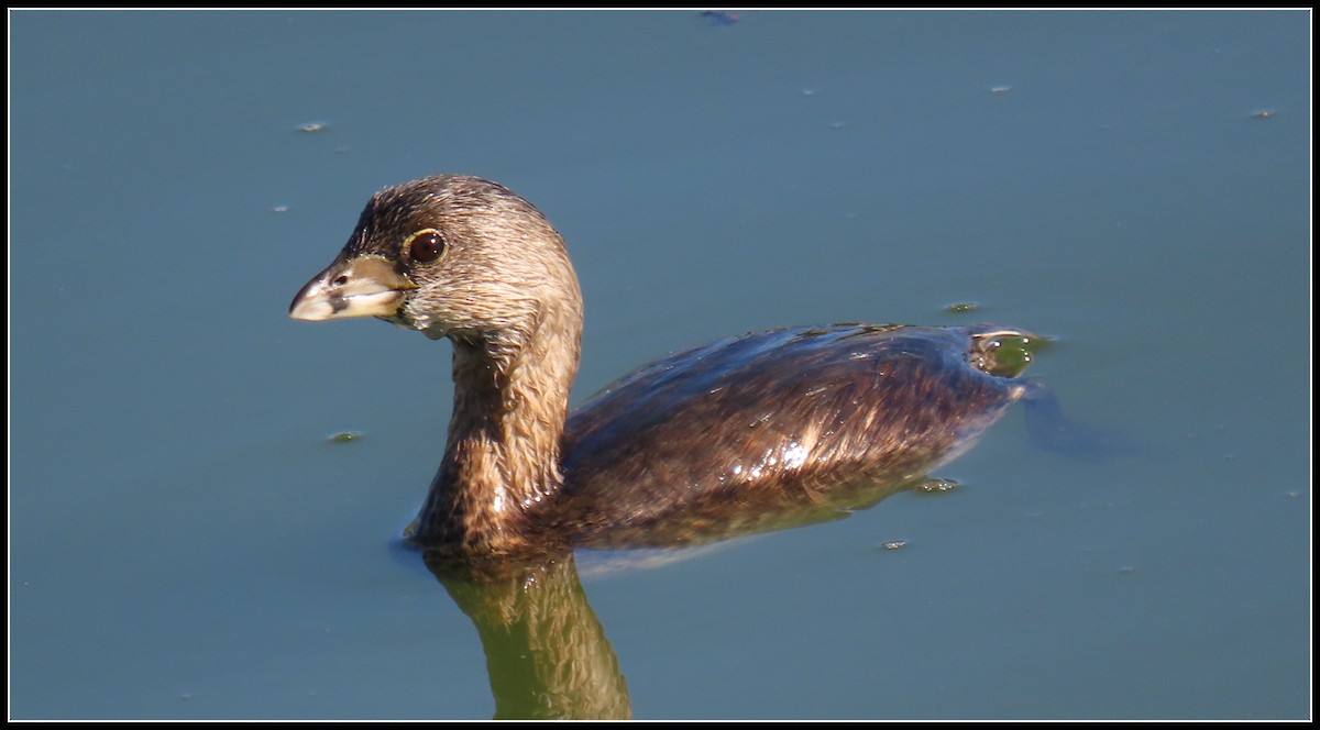 Pied-billed Grebe - ML642832453
