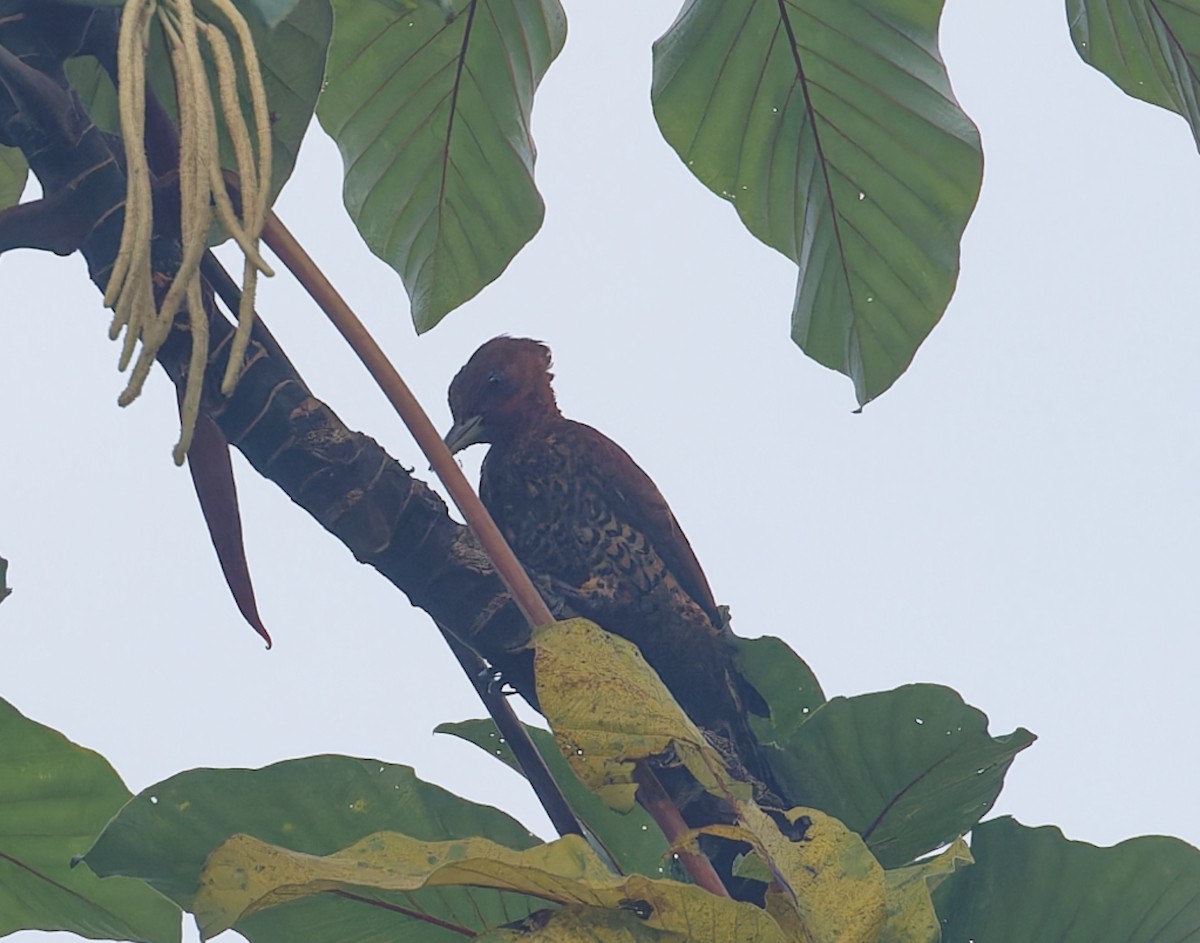 Cinnamon Woodpecker - ML642832486