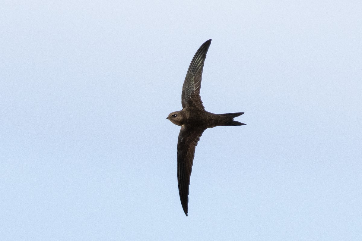 Plain Swift - ML642832487