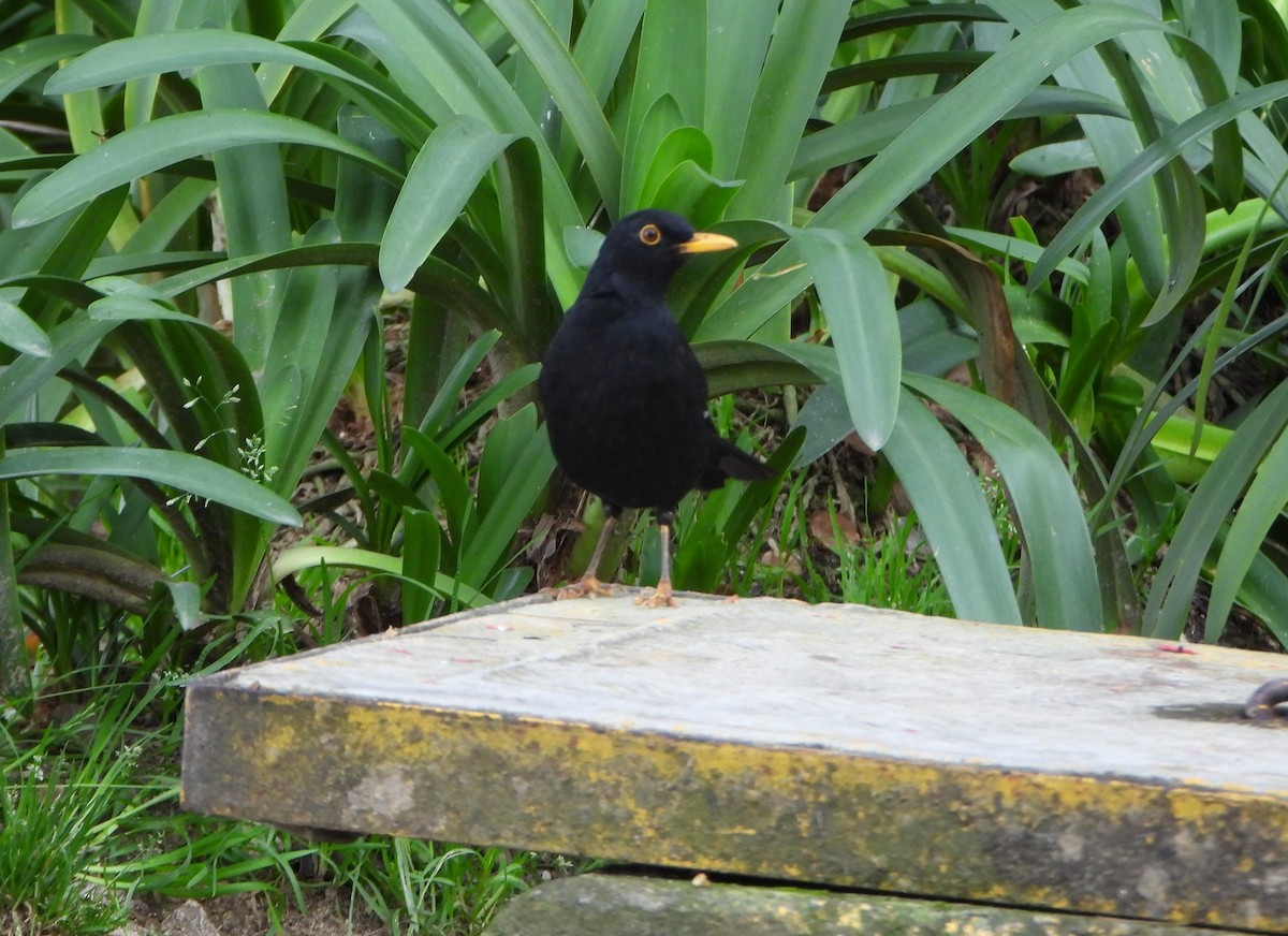 Glossy-black Thrush - ML642832488