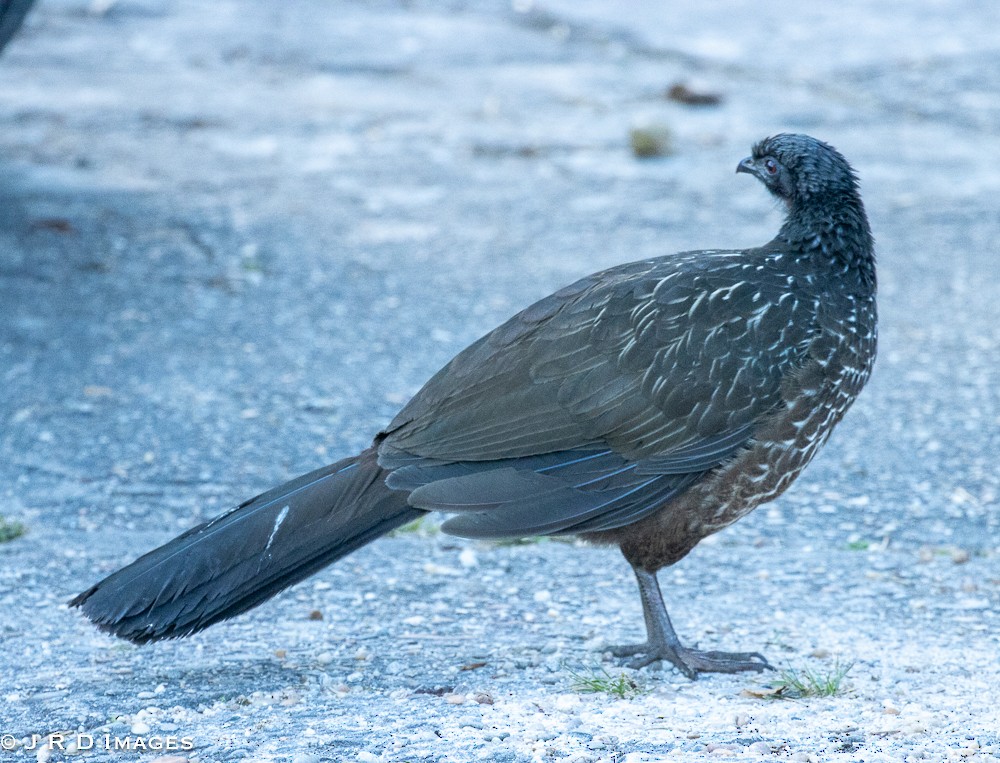 Dusky-legged Guan - ML642832489