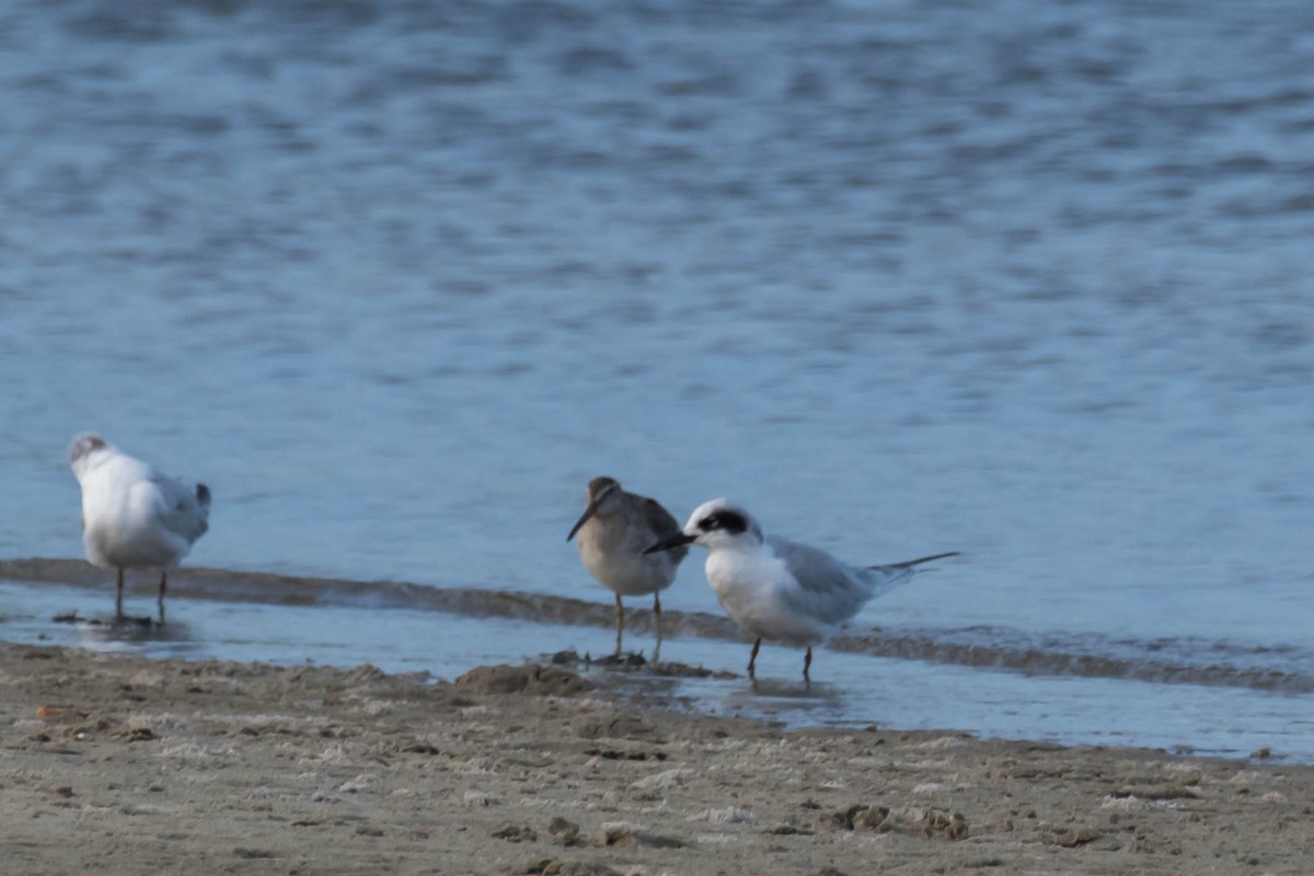 kortnebbekkasinsnipe - ML642832491