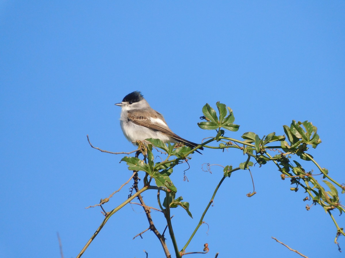 White-naped Xenopsaris - ML642832503