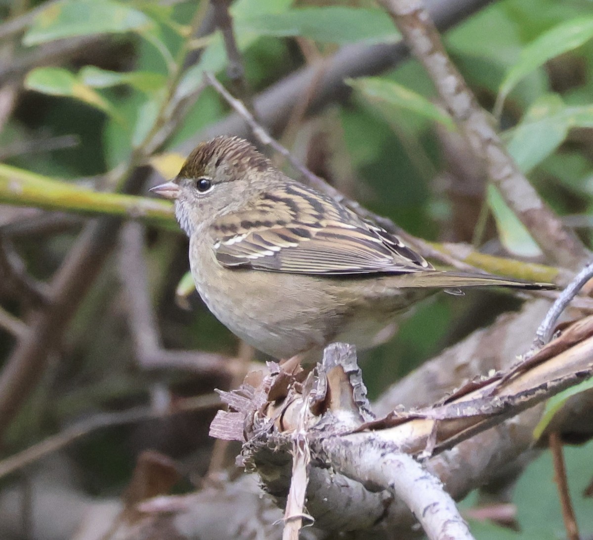 Golden-crowned Sparrow - ML642832506