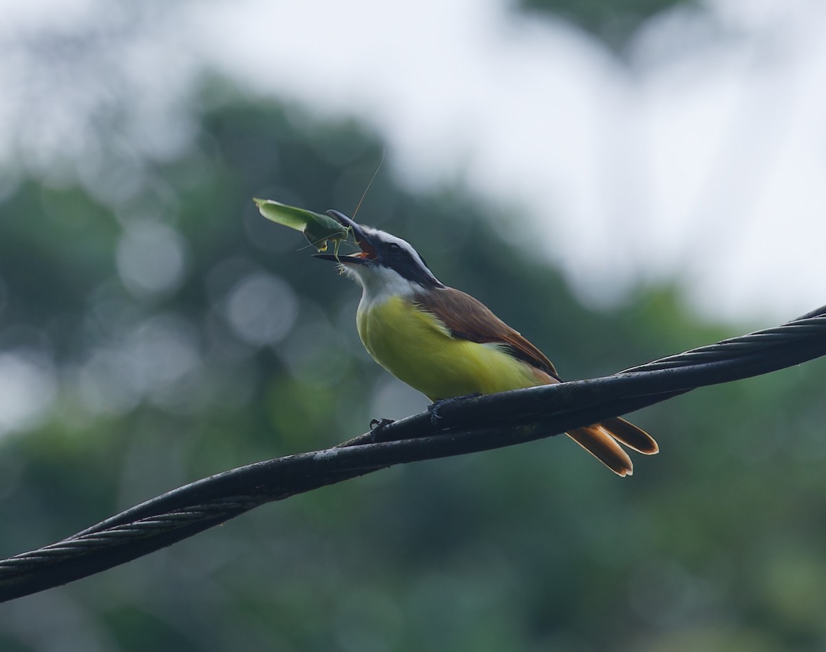 Great Kiskadee - ML642832507