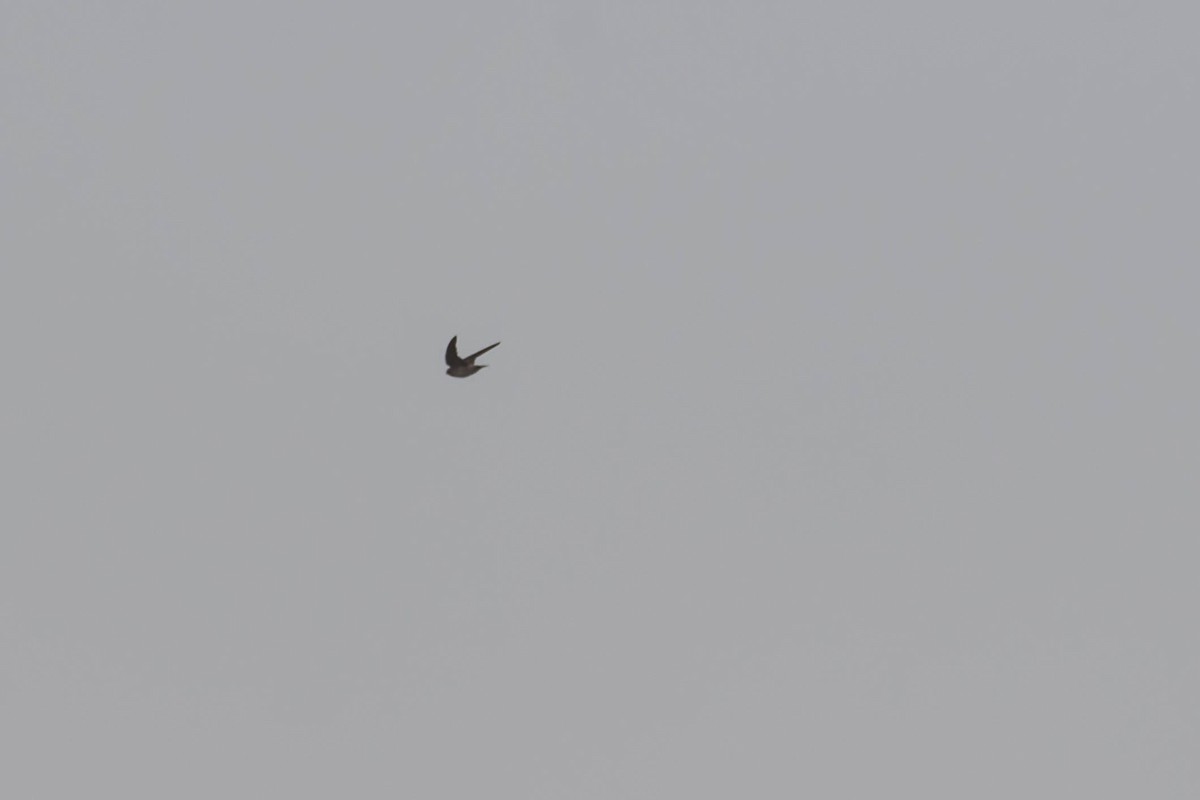 Northern Rough-winged Swallow - ML642832518
