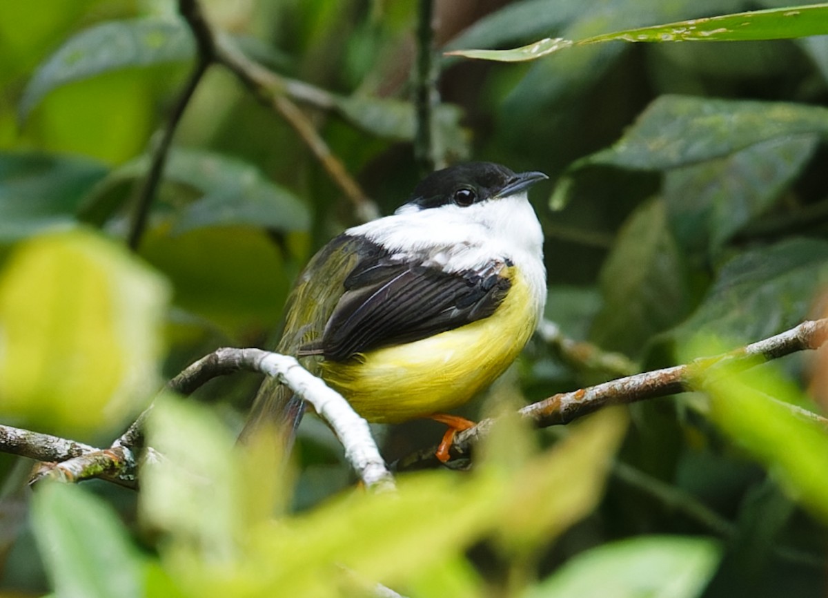 White-collared Manakin - ML642832519