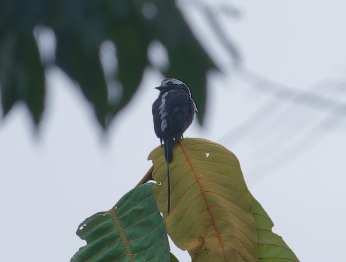 Long-tailed Tyrant - ML642832523