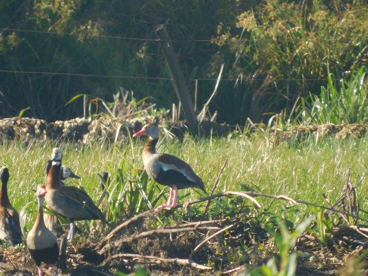 Black-bellied Whistling-Duck - ML642832538