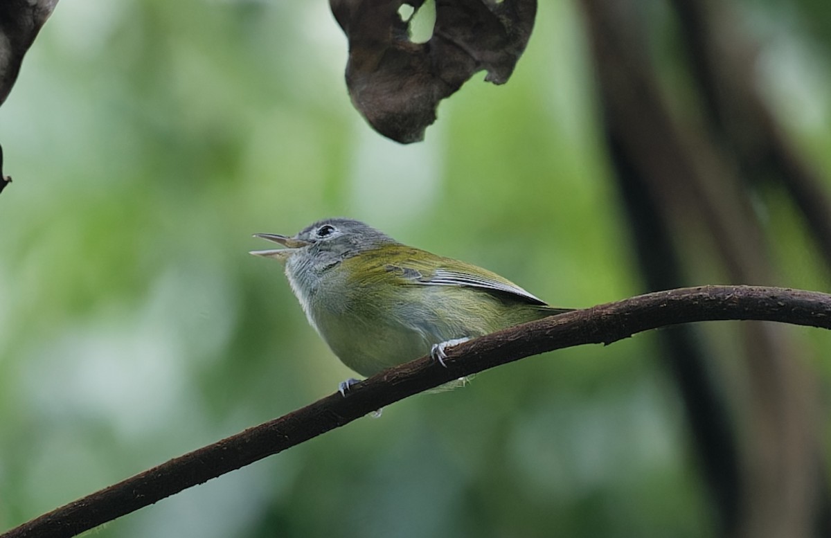 Lesser Greenlet - ML642832540