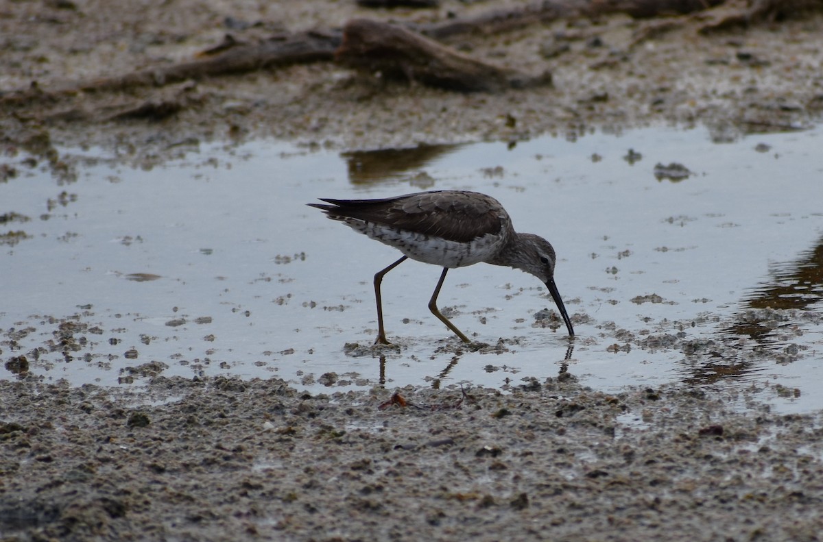 Stilt Sandpiper - ML642832544