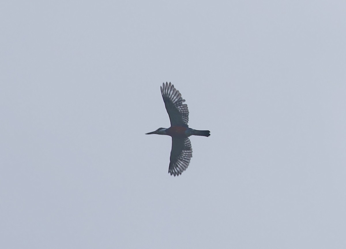 Ringed Kingfisher - ML642832546