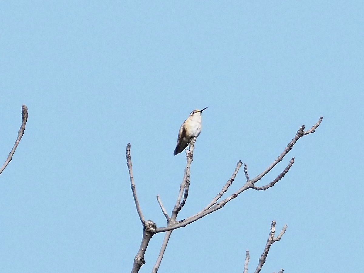 Rufous/Allen's Hummingbird - ML642832558