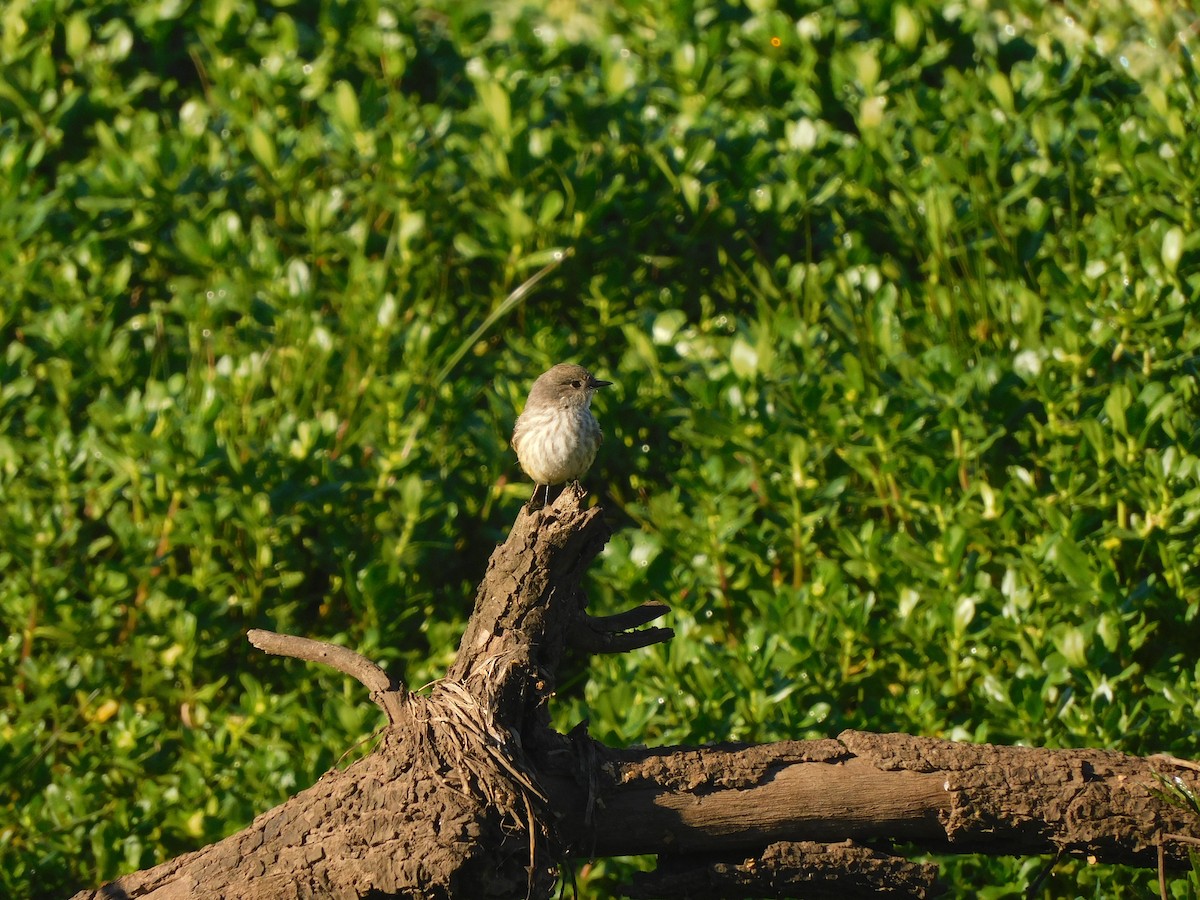 Vermilion Flycatcher - ML642832559