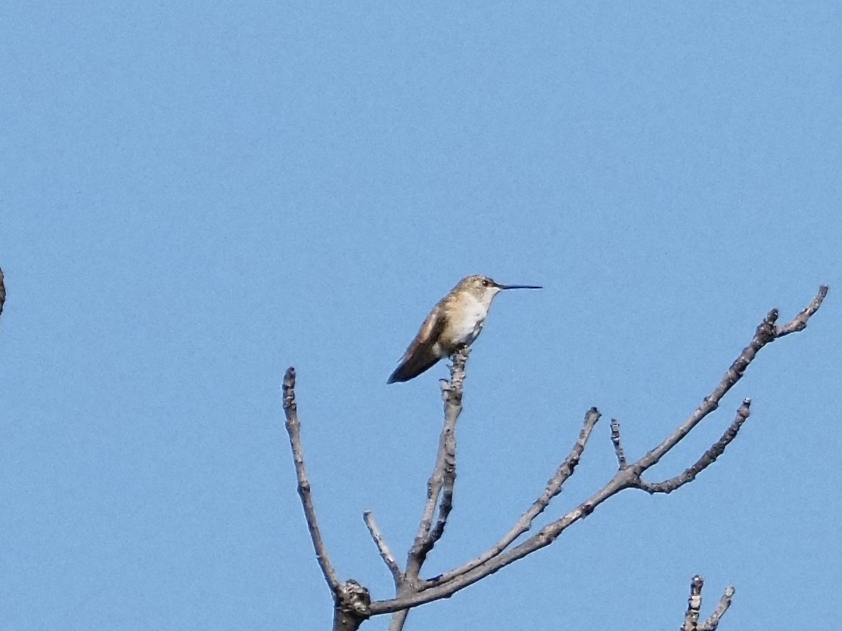 Rufous/Allen's Hummingbird - ML642832561