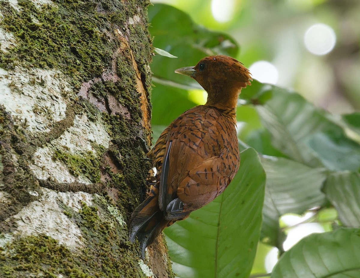 Cinnamon Woodpecker - ML642832564