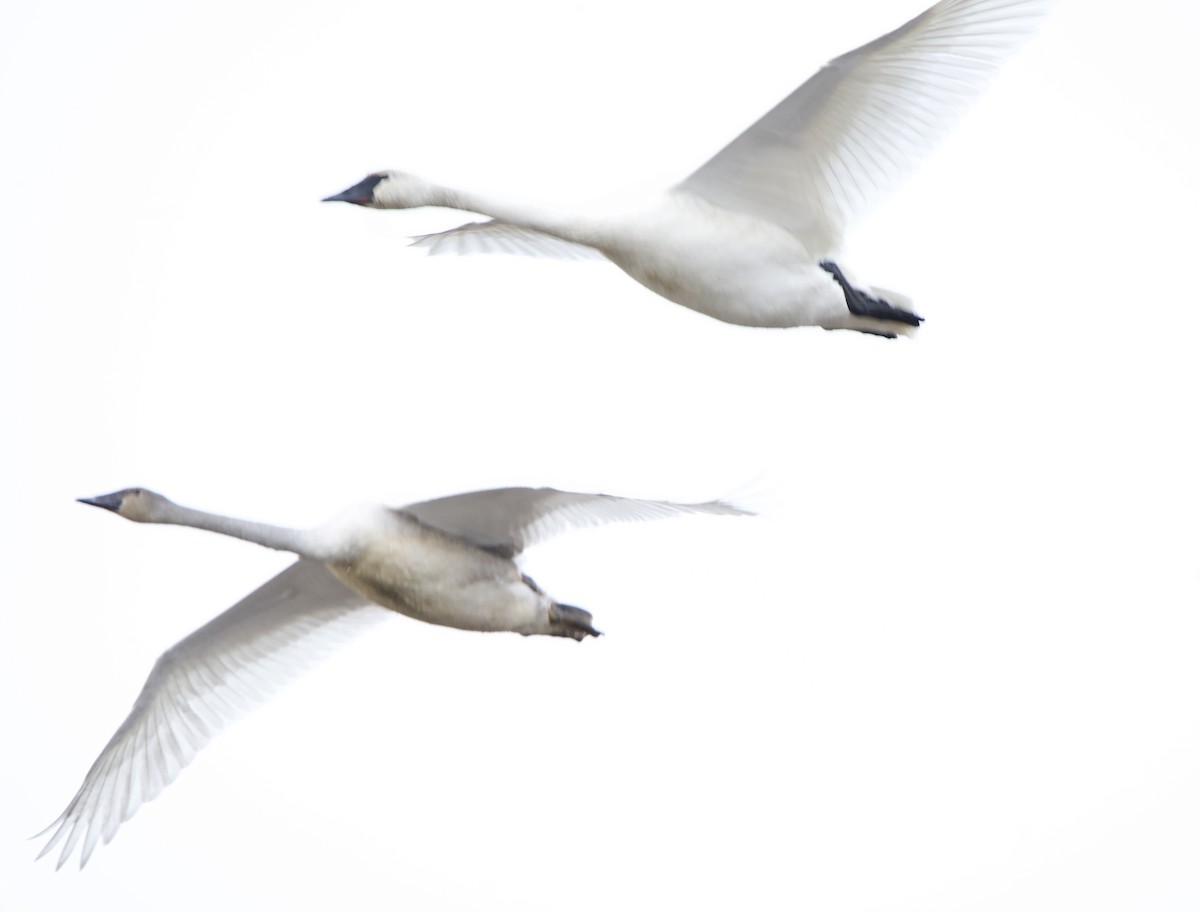 Trumpeter Swan - ML642832567