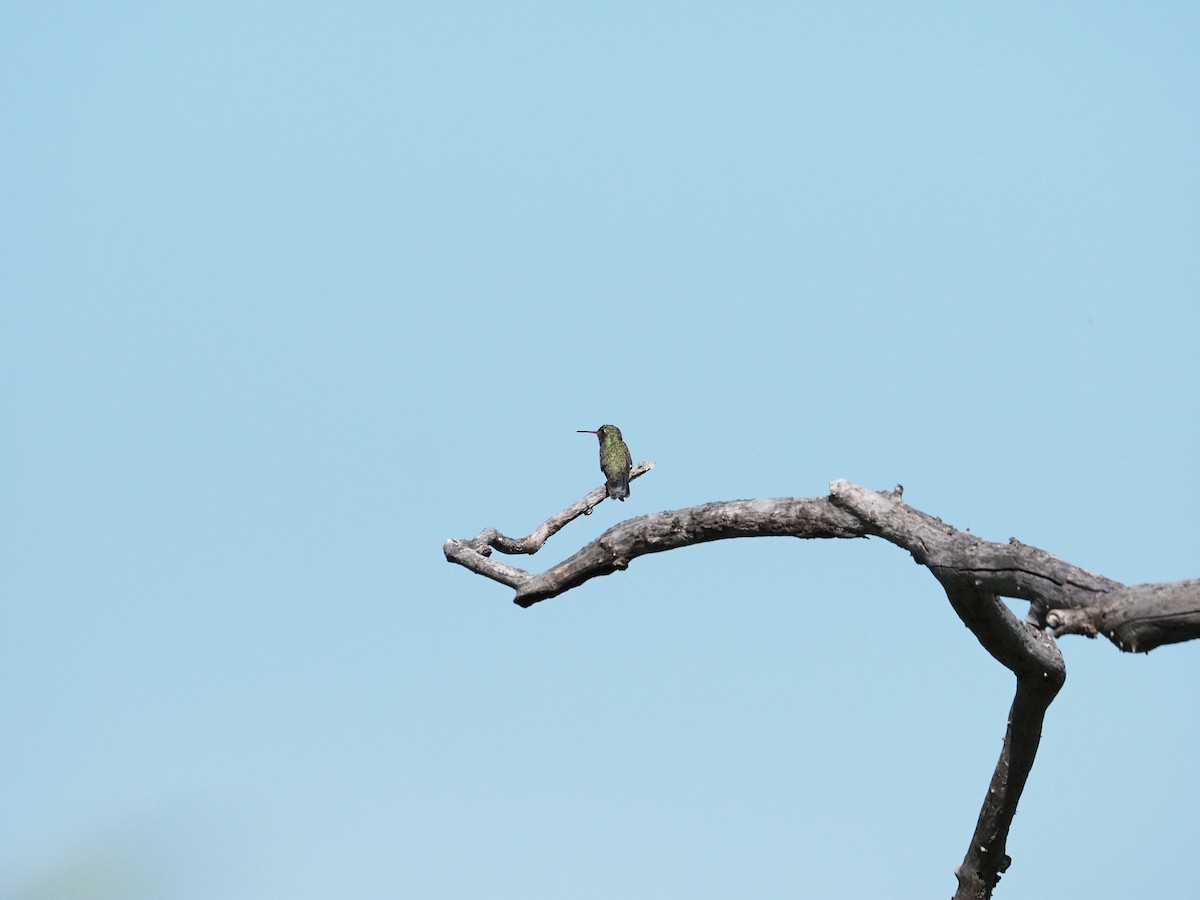 Broad-billed Hummingbird - ML642832570