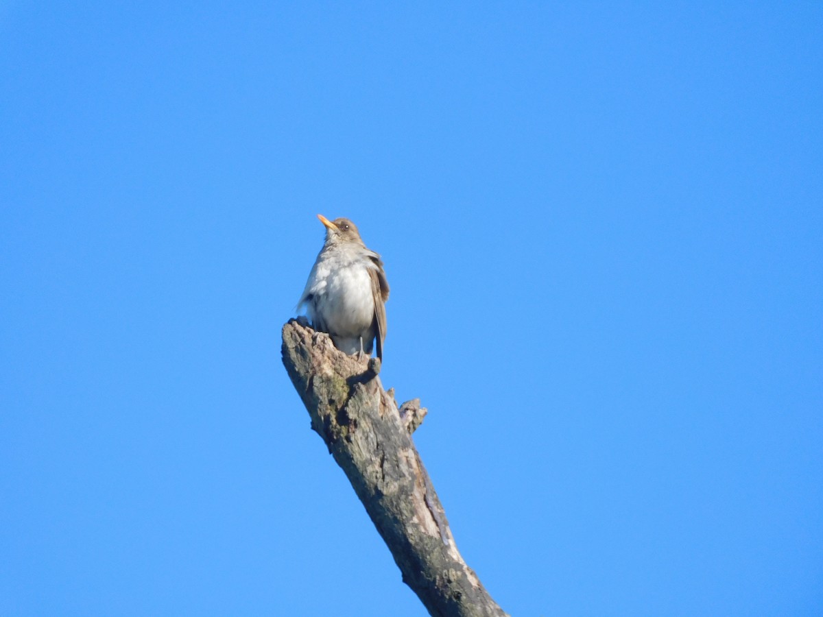 Creamy-bellied Thrush - ML642832571