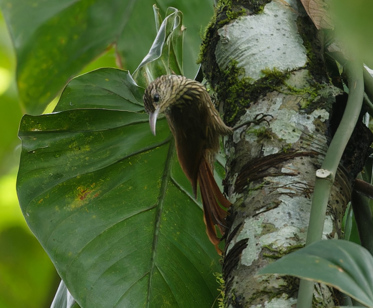 Streak-headed Woodcreeper - ML642832572