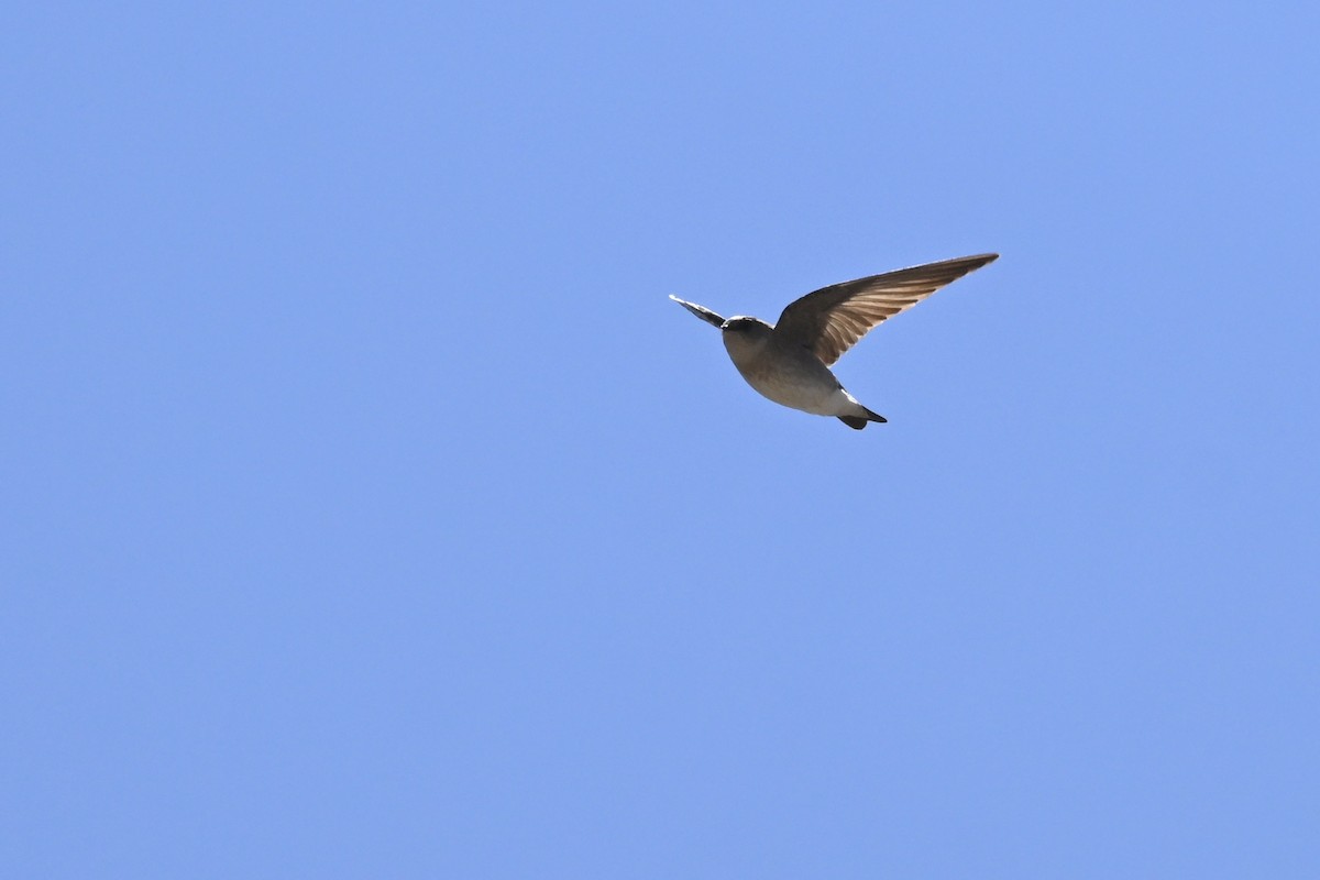 Northern Rough-winged Swallow - ML642832573