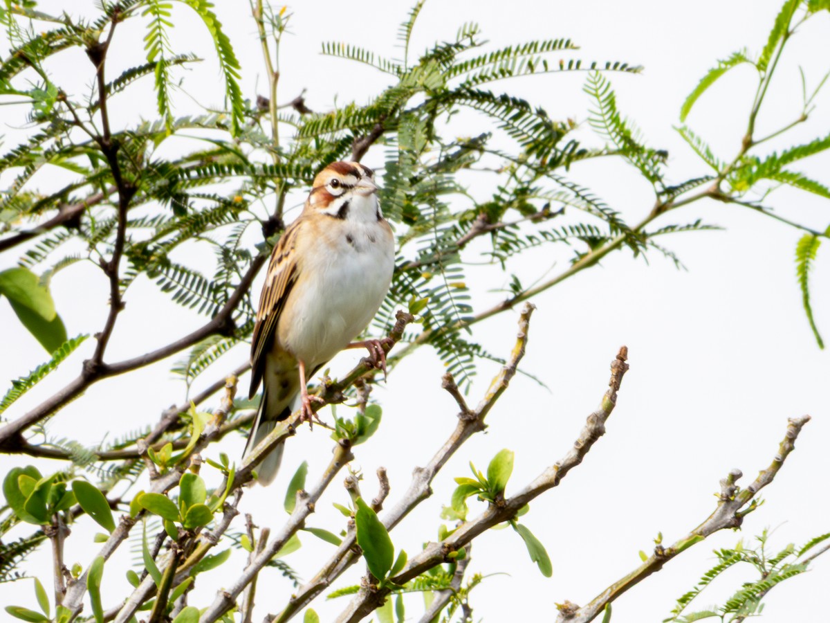 Lark Sparrow - ML642832574