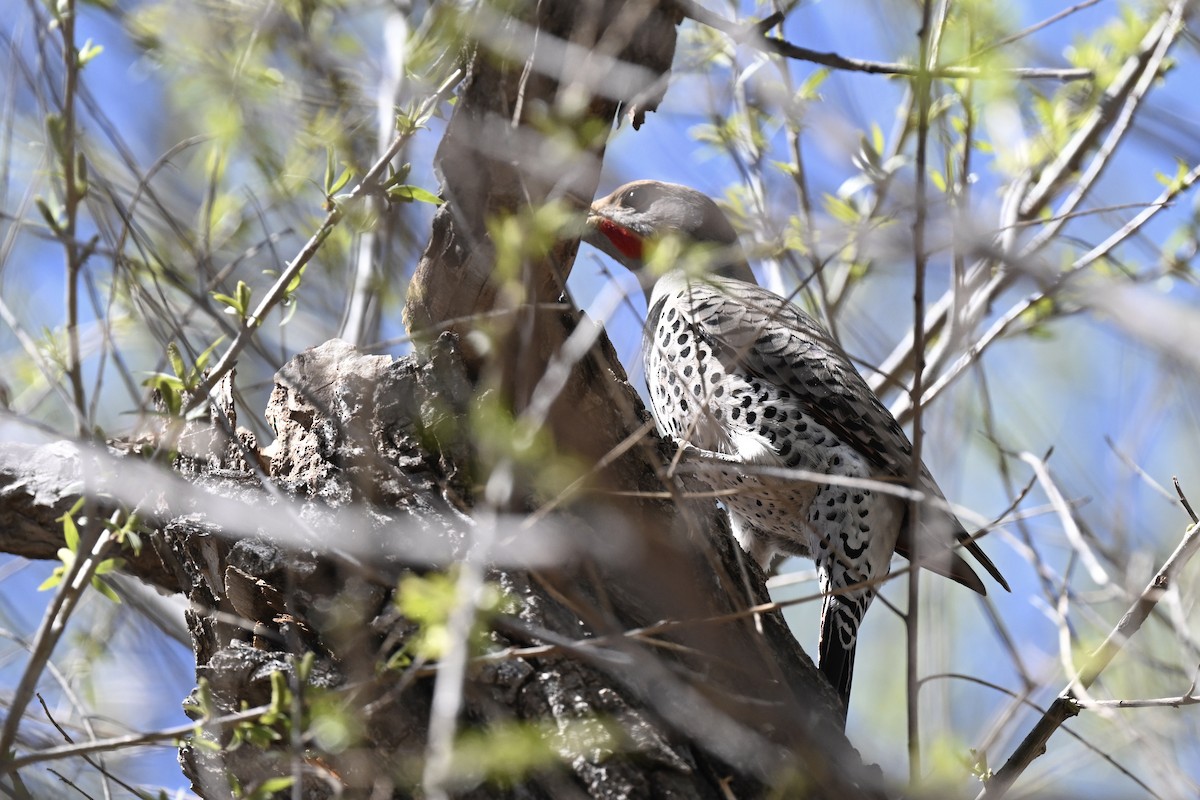 Northern Flicker (Red-shafted) - ML642832575