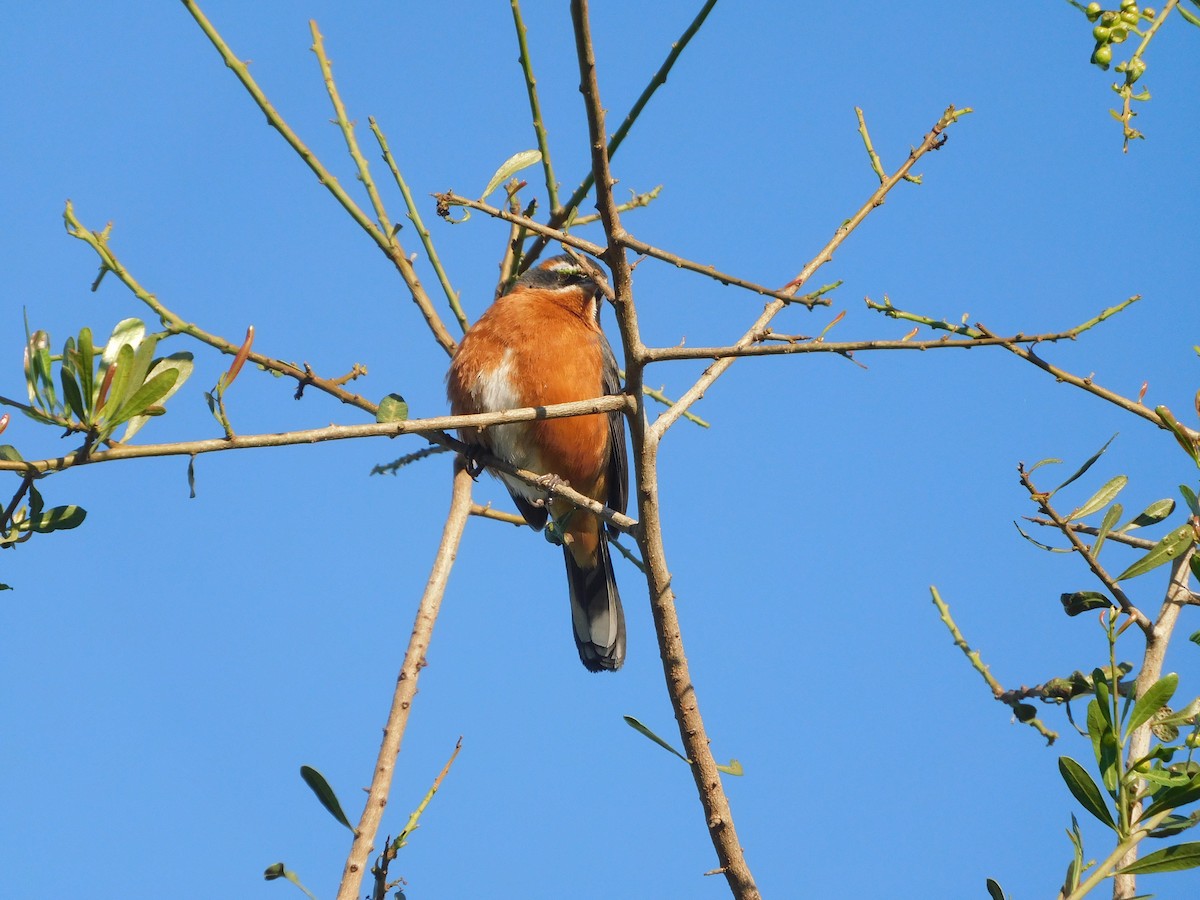 Black-and-rufous Warbling Finch - ML642832576