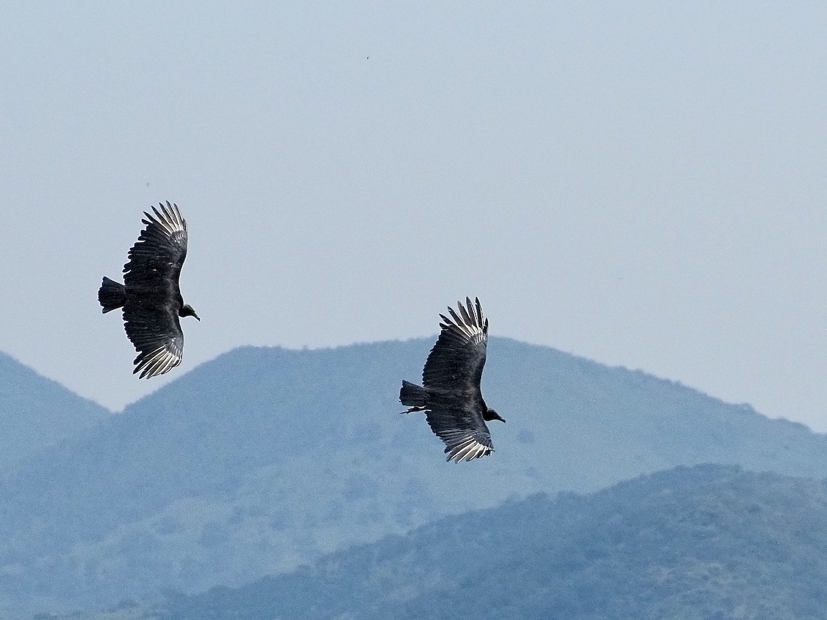 Black Vulture - ML642832577