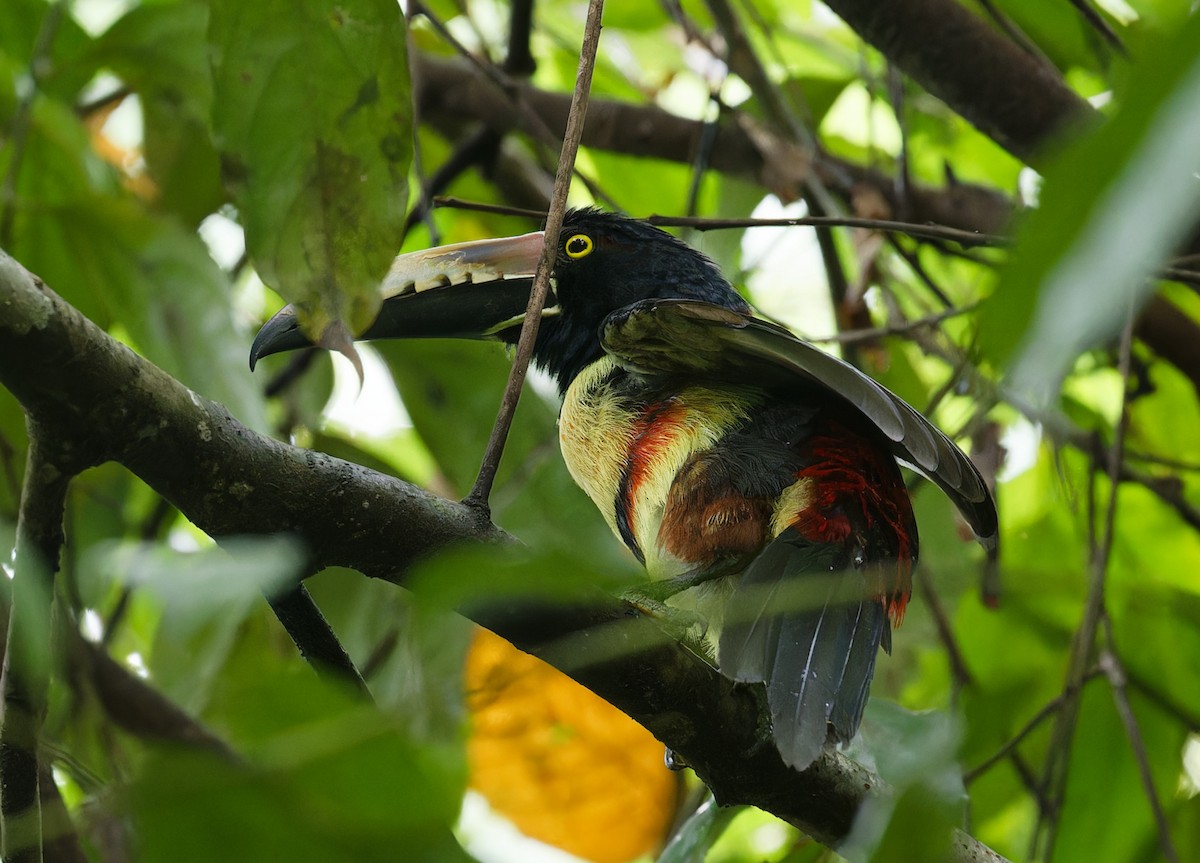 Collared Aracari - ML642832578