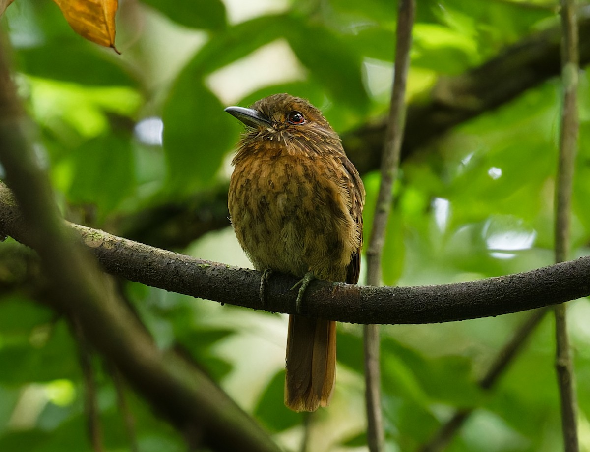 White-whiskered Puffbird - ML642832579