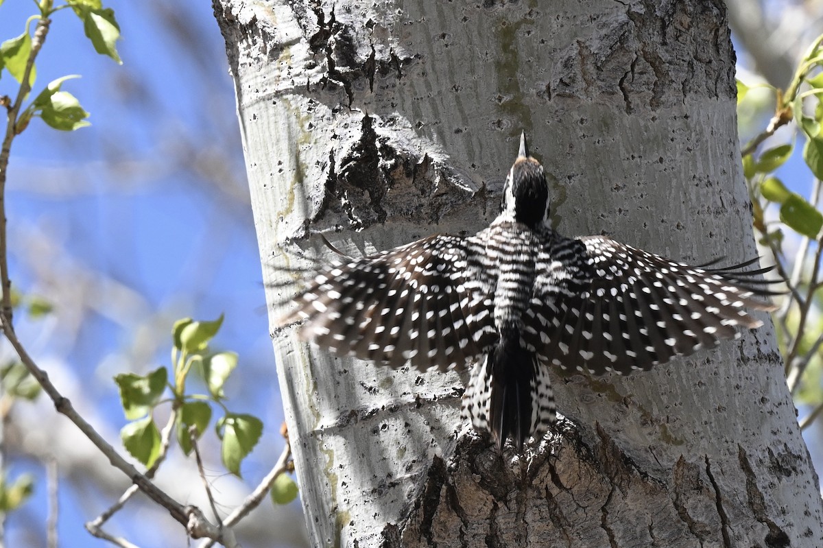 Ladder-backed Woodpecker - ML642832580