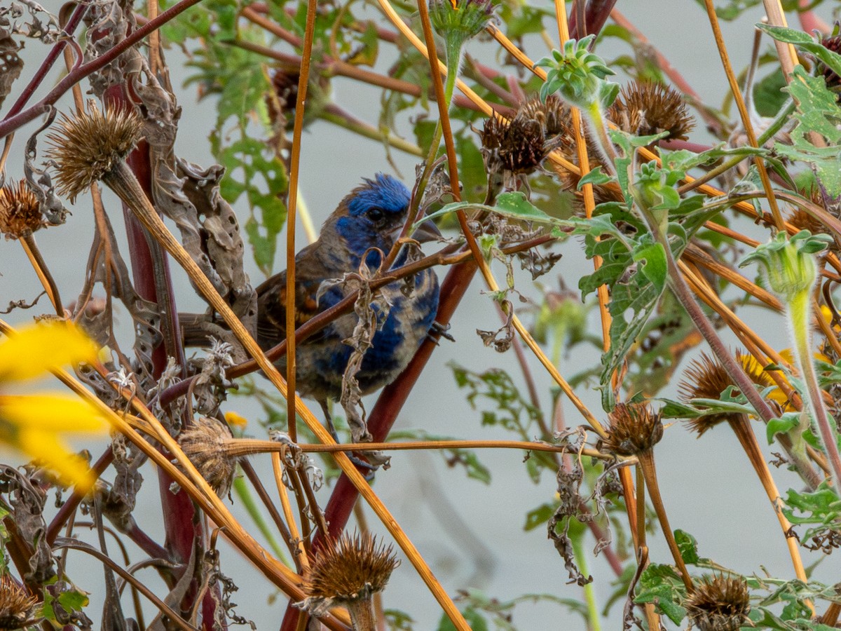 Blue Grosbeak - ML642832581