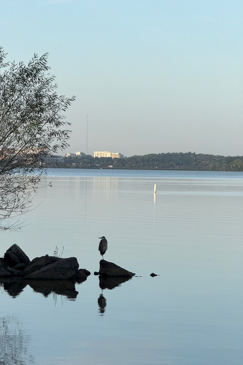 Great Blue Heron - ML642832582