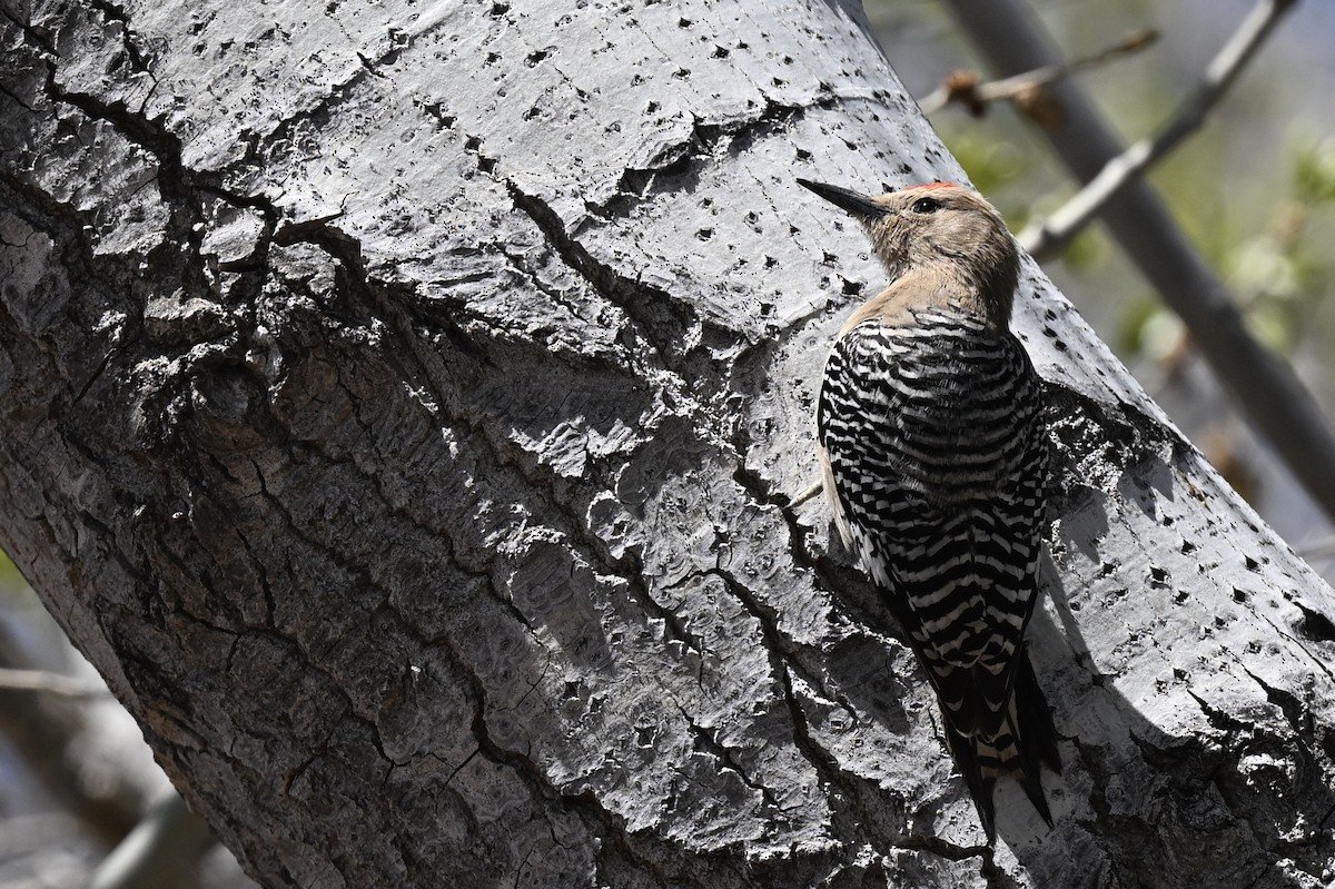 Gila Woodpecker - ML642832583