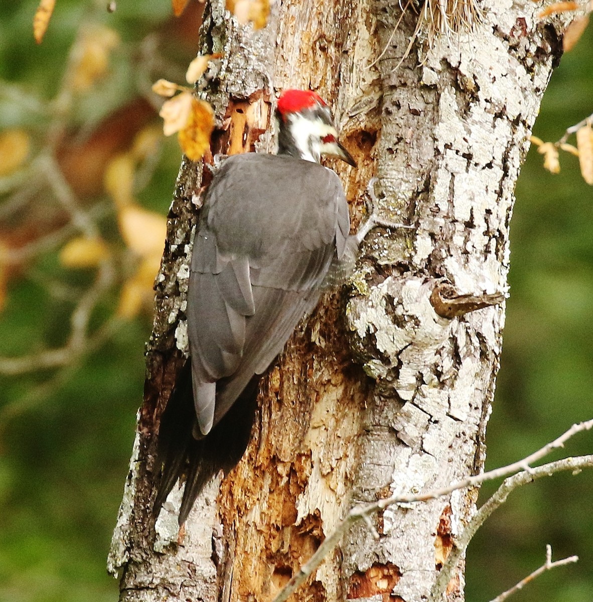 Pileated Woodpecker - ML642832584