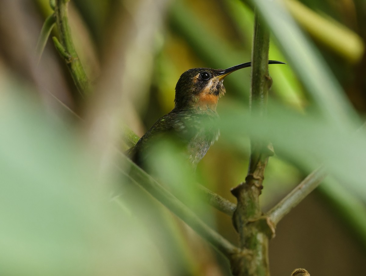 Band-tailed Barbthroat - ML642832585