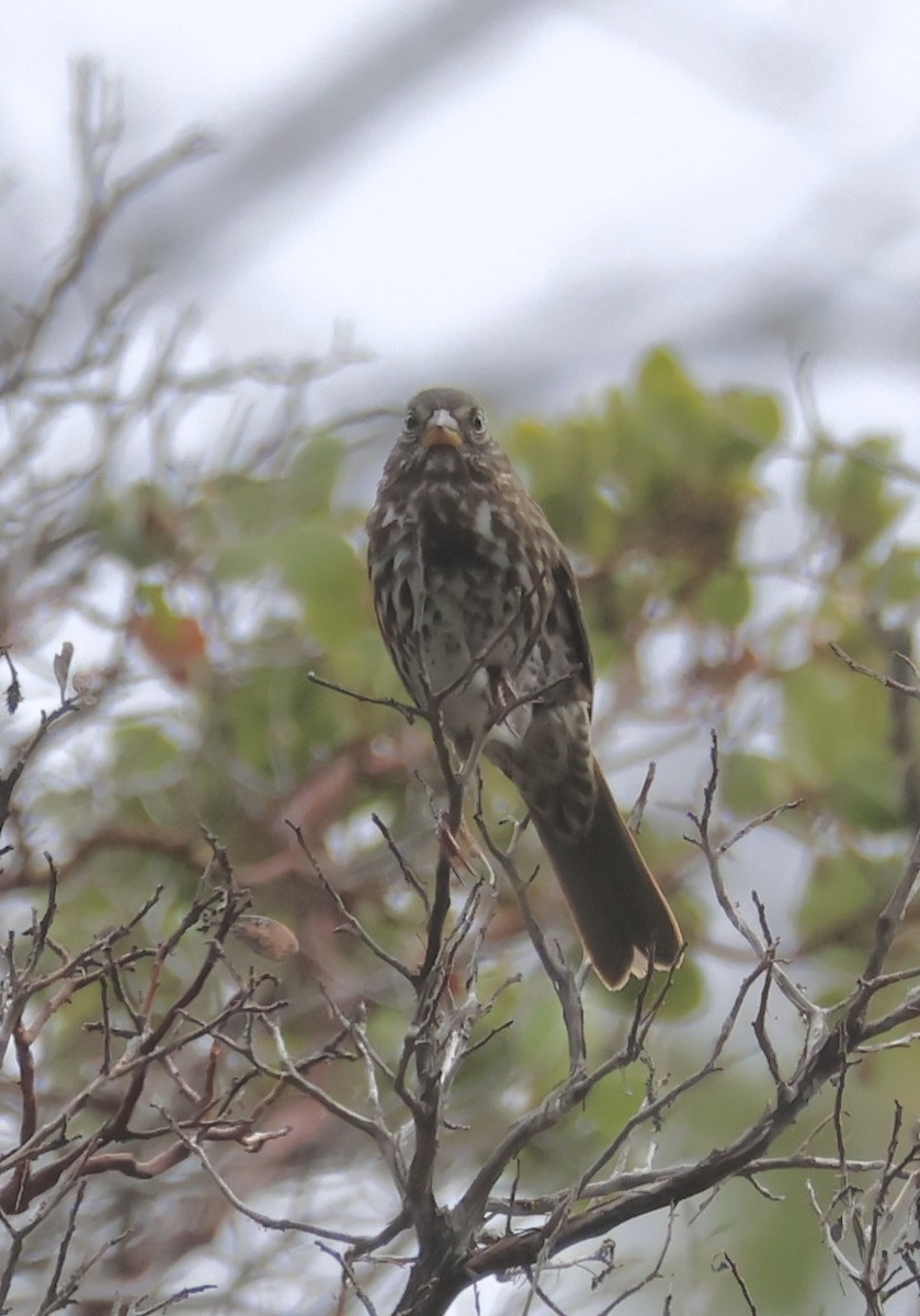 Fox Sparrow - ML642832587