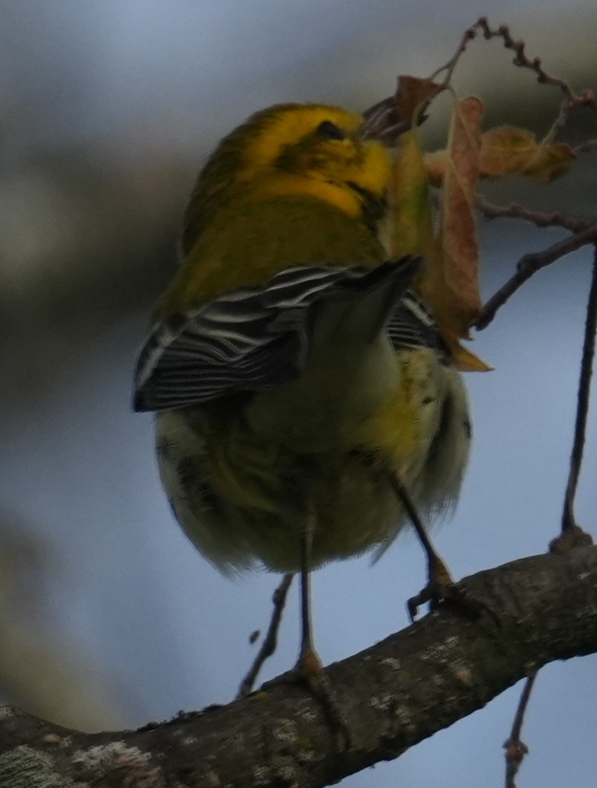 Black-throated Green Warbler - ML642832588