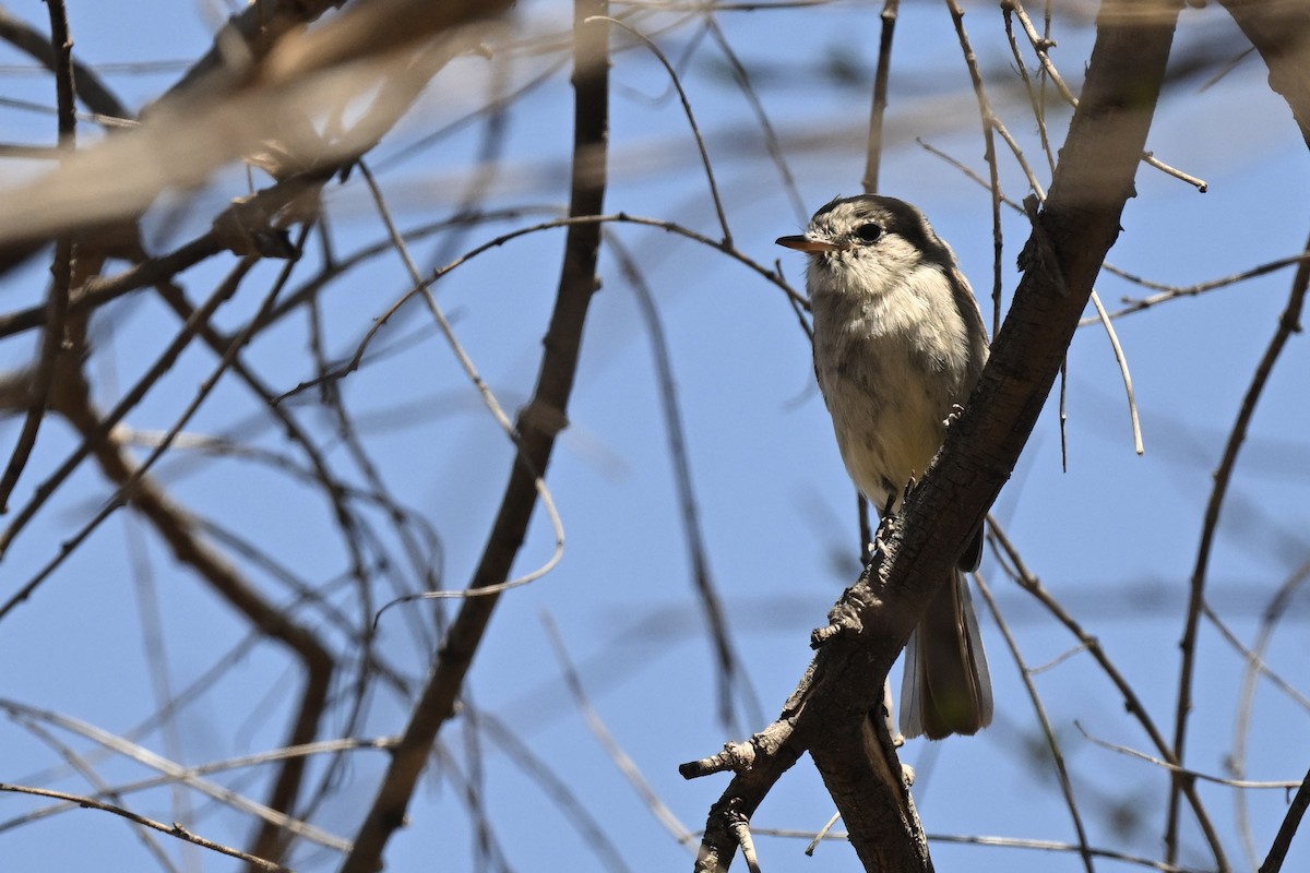 Gray Flycatcher - ML642832591